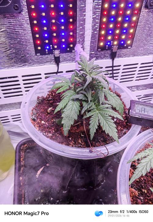 Stealth Grow Schrank. Week 3