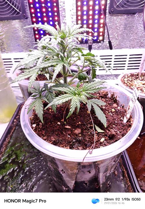 Stealth Grow Schrank. Week 3