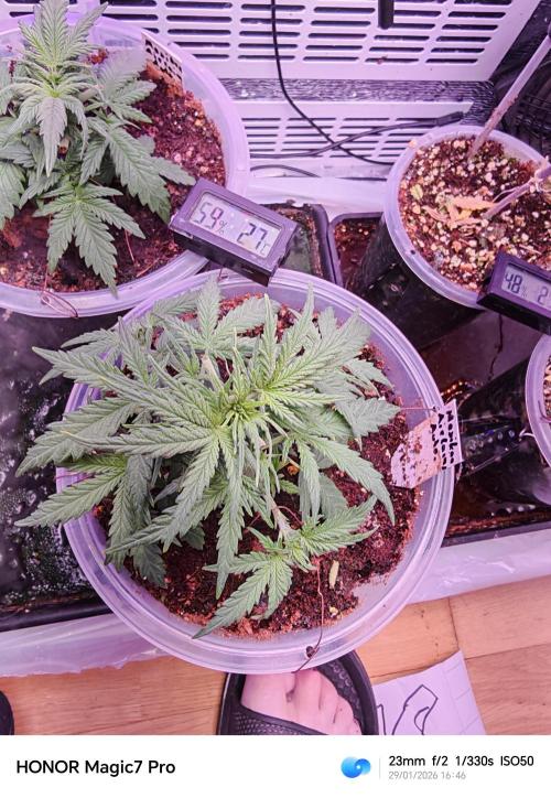 Stealth Grow Schrank. Week 3