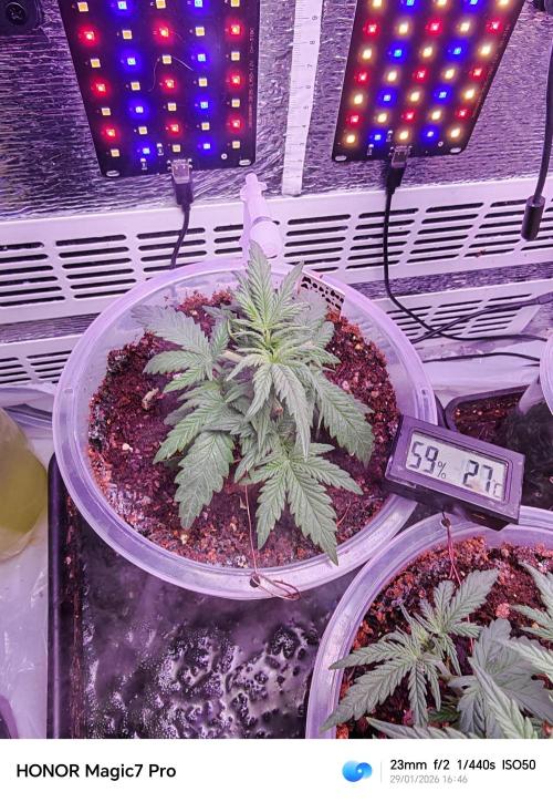 Stealth Grow Schrank. Week 3