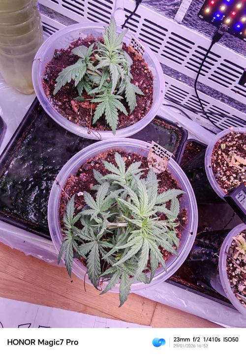 Stealth Grow Schrank. Week 3