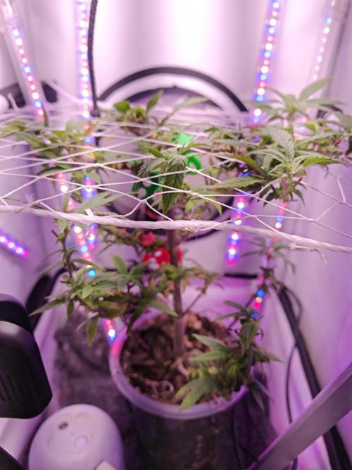 Home Box Ambient Q30. Week 2