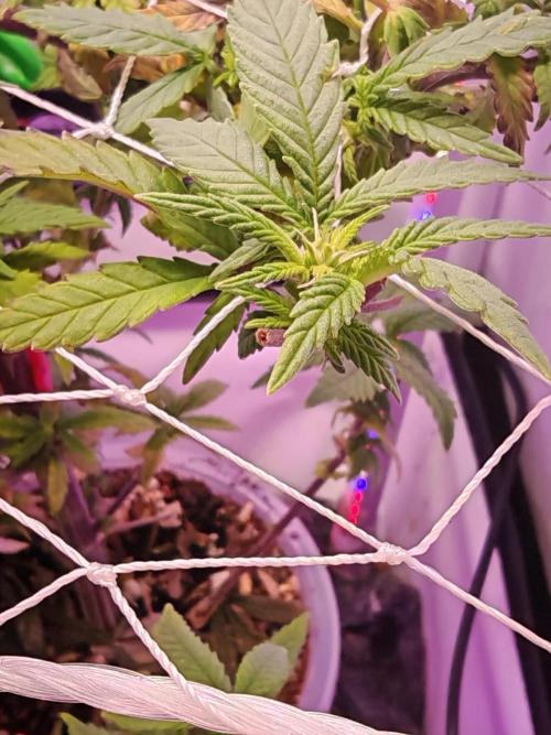 Home Box Ambient Q30. Week 2