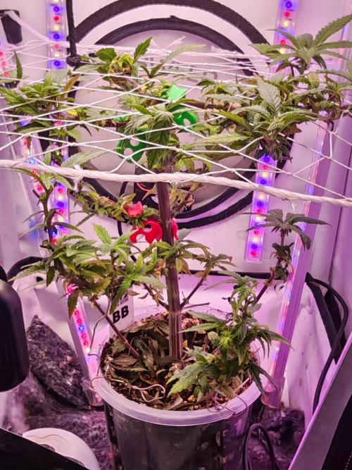 Home Box Ambient Q30. Week 2