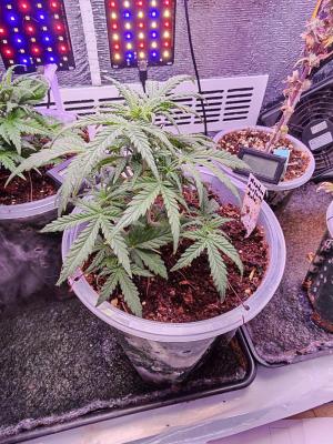 Comment by Roots89 photo #1