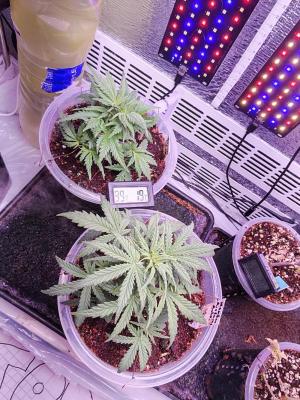 Comment by Roots89 photo #2