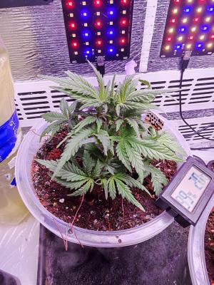 Comment by Roots89 photo #3