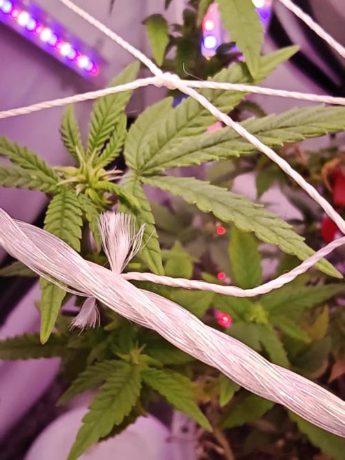 Home Box Ambient Q30. Week 3 - Die ersten kleine Buds kommen 😁