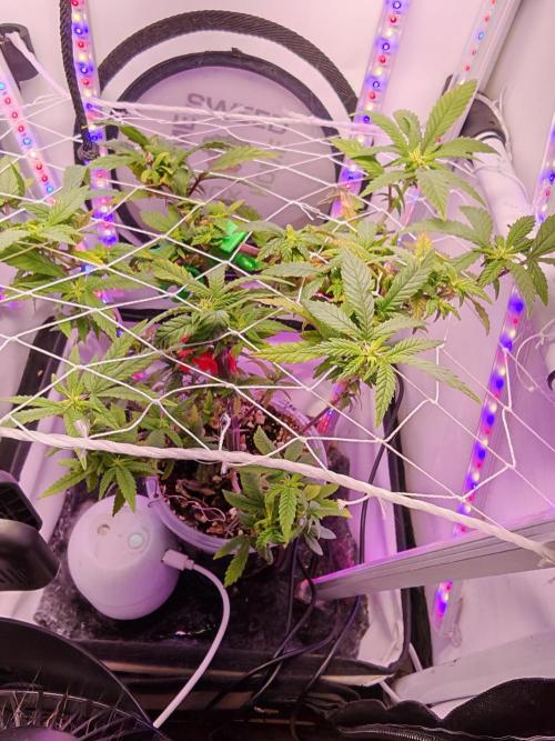 Home Box Ambient Q30. Week 3