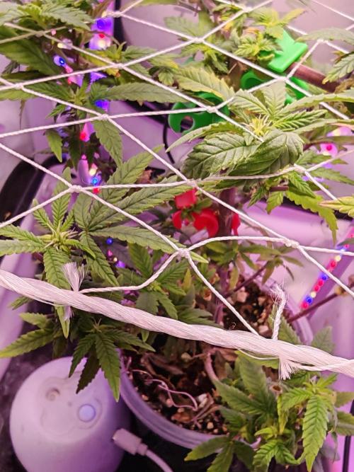 Home Box Ambient Q30. Week 3