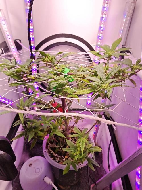 Home Box Ambient Q30. Week 3