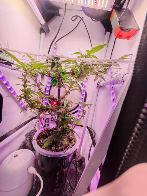 Home Box Ambient Q30. Week 3