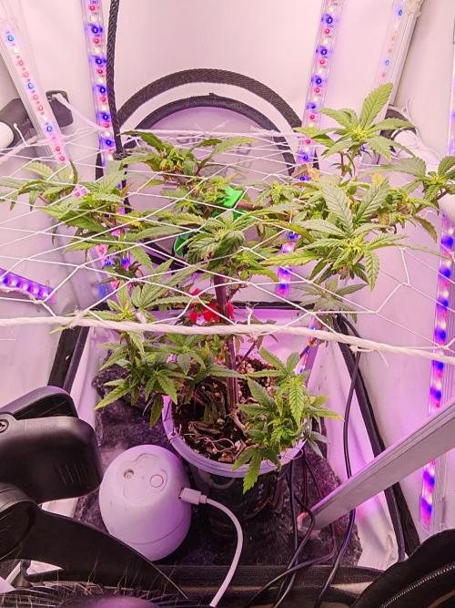 Home Box Ambient Q30. Week 3