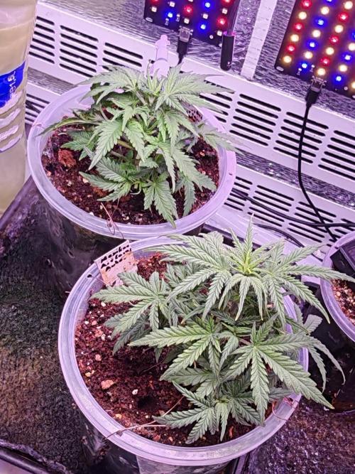 Stealth Grow Schrank. Week 4