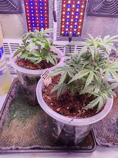 Stealth Grow Schrank. Week 4