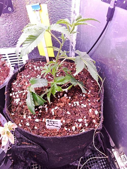 Die Rote Pille. Week 3