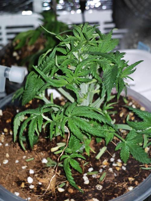 Stealth Grow Schrank. Week 5