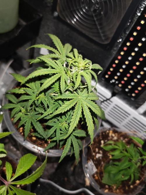 Stealth Grow Schrank. Week 5