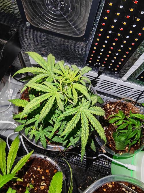 Stealth Grow Schrank. Week 5