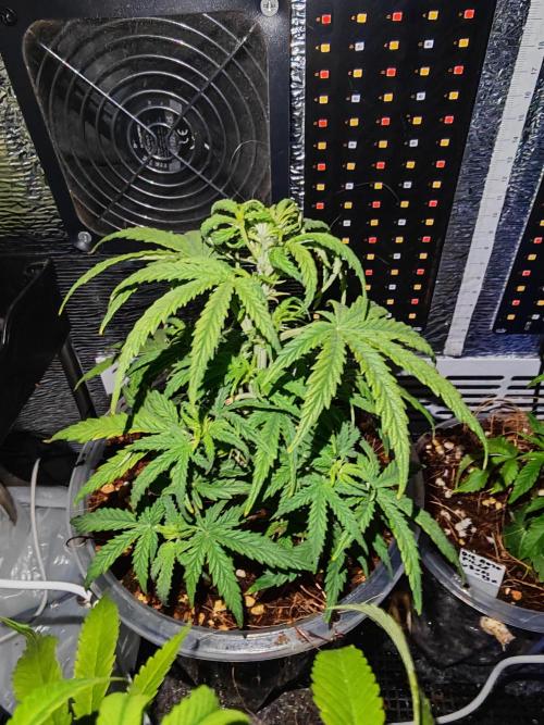 Stealth Grow Schrank. Week 5