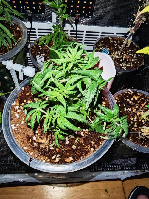 Stealth Grow Schrank. Week 5