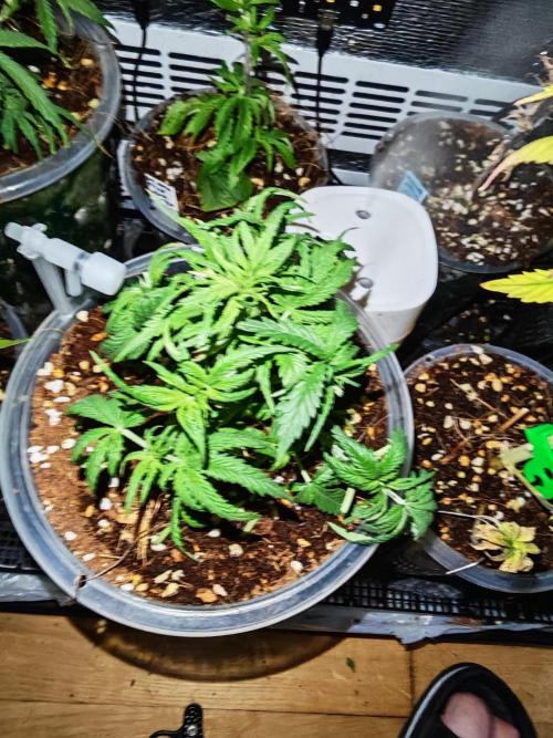 Stealth Grow Schrank. Week 5