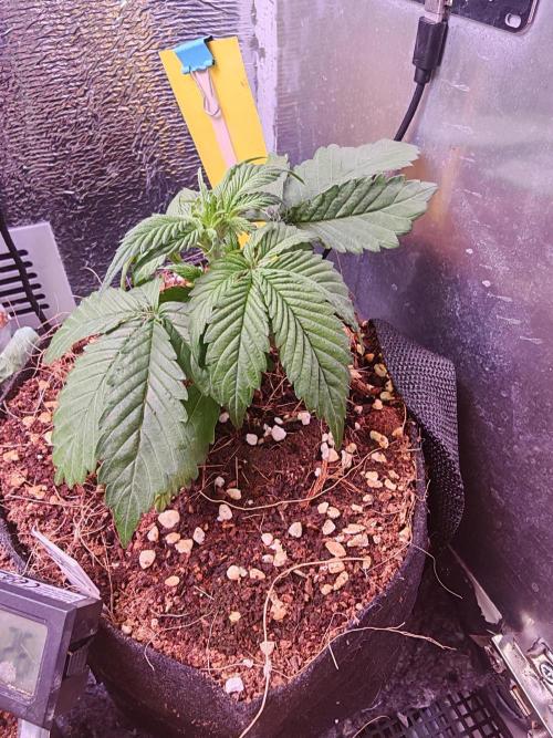 Alderaan Cookies Auto. Week 3