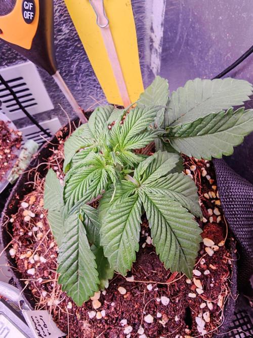 Alderaan Cookies Auto. Week 3