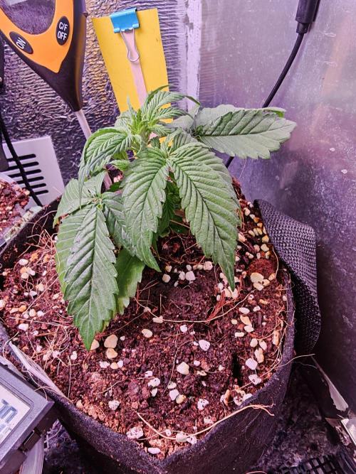 Alderaan Cookies Auto. Week 3