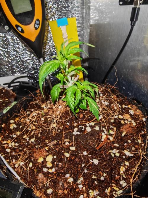 Alderaan Cookies Auto. Week 3