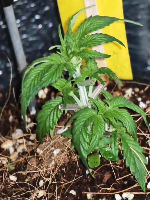 Alderaan Cookies Auto. Week 3