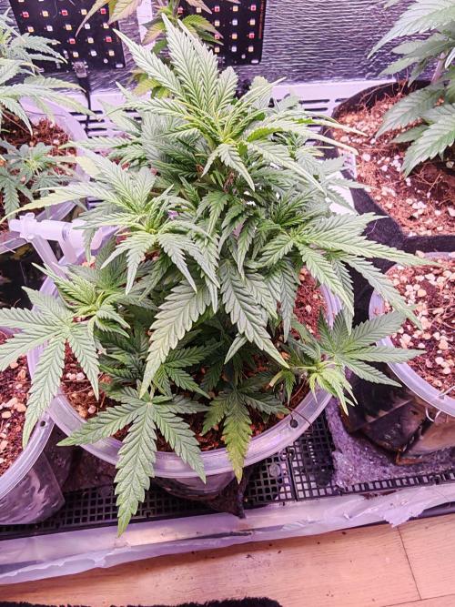 Mexikan Airlines Automatik. Week 6