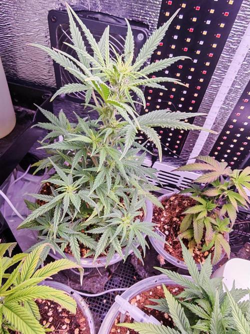 Mexikan Airlines Automatik. Week 6