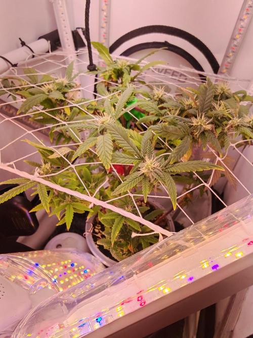 Home Box Ambient Q30. Week 4