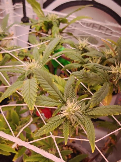 Home Box Ambient Q30. Week 4