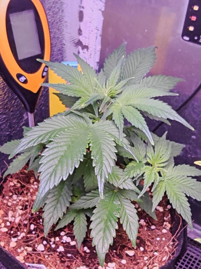 Alderaan Cookies Auto. Week 4