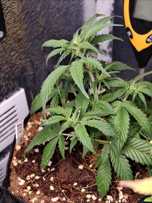 Alderaan Cookies Auto. Week 5