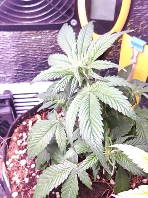 Alderaan Cookies Auto. Week 5