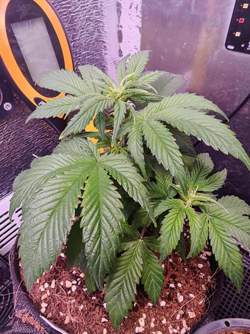 Alderaan Cookies Auto. Week 5