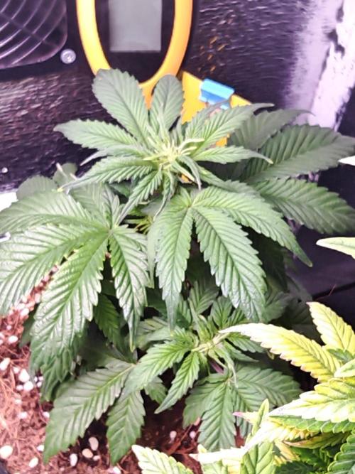 Alderaan Cookies Auto. Week 5