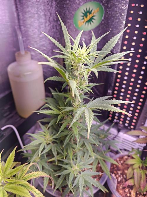 Mexikan Airlines Automatik. Week 7