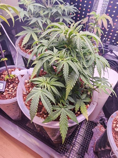 Mexikan Airlines Automatik. Week 7