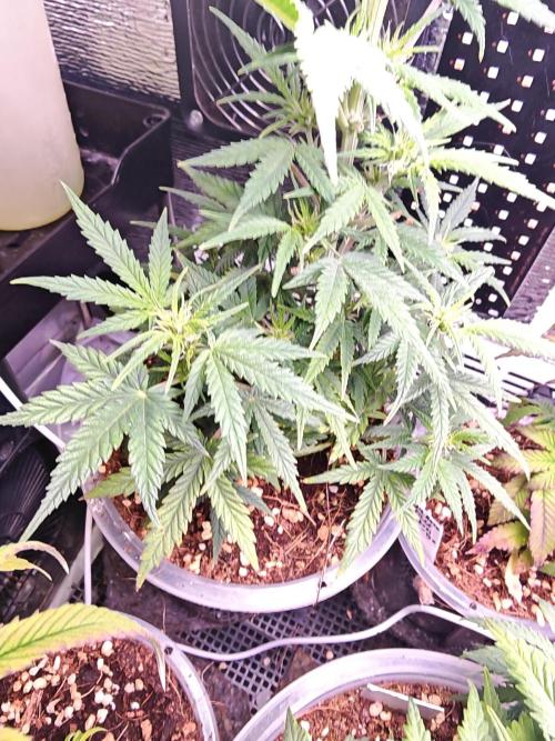 Mexikan Airlines Automatik. Week 7