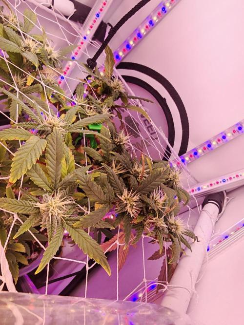 Home Box Ambient Q30. Week 5