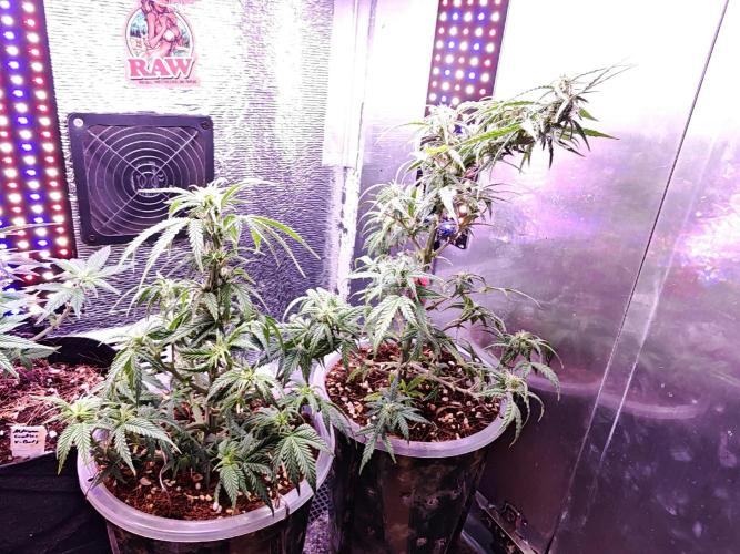 Mexikan Airlines Automatik. Week 8