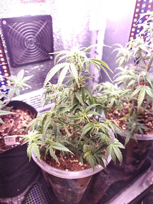 Mexikan Airlines Automatik. Week 8