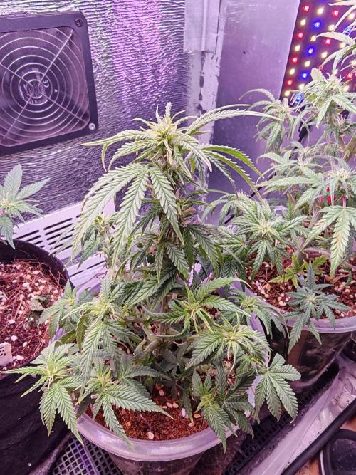 Mexikan Airlines Automatik. Week 8