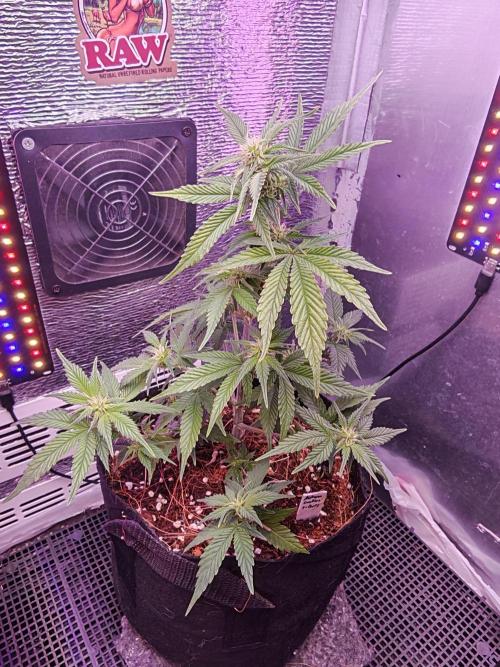 Alderaan Cookies Auto. Week 6