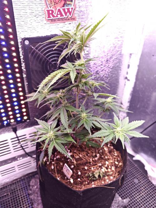 Alderaan Cookies Auto. Week 6