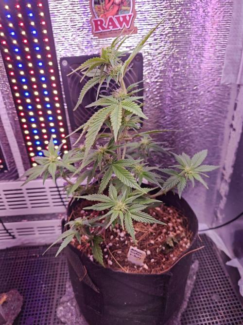 Alderaan Cookies Auto. Week 6